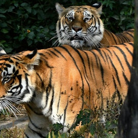 Metsäkato, tiikereiden elintilan tuhoutuminen ja salametsästys ovat huomattavasti pienentäneet Aasian tiikeripopulaatioita. Kuvan intiantiikerit elävät eläintarhassa Kathmandun lähellä.