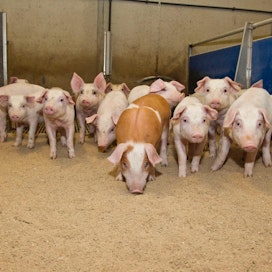 Suomen monia maita tiukemmat hyvinvointiehdot eivät ole taanneet sianlihalle keskitasoa parempaa tuottajahintaa.