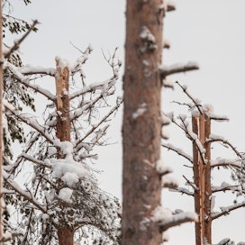 Lumen vaurioittamassa metsässä liikkuminen on vaarallista, varoittaa metsäalan asiantuntijoiden järjestö.