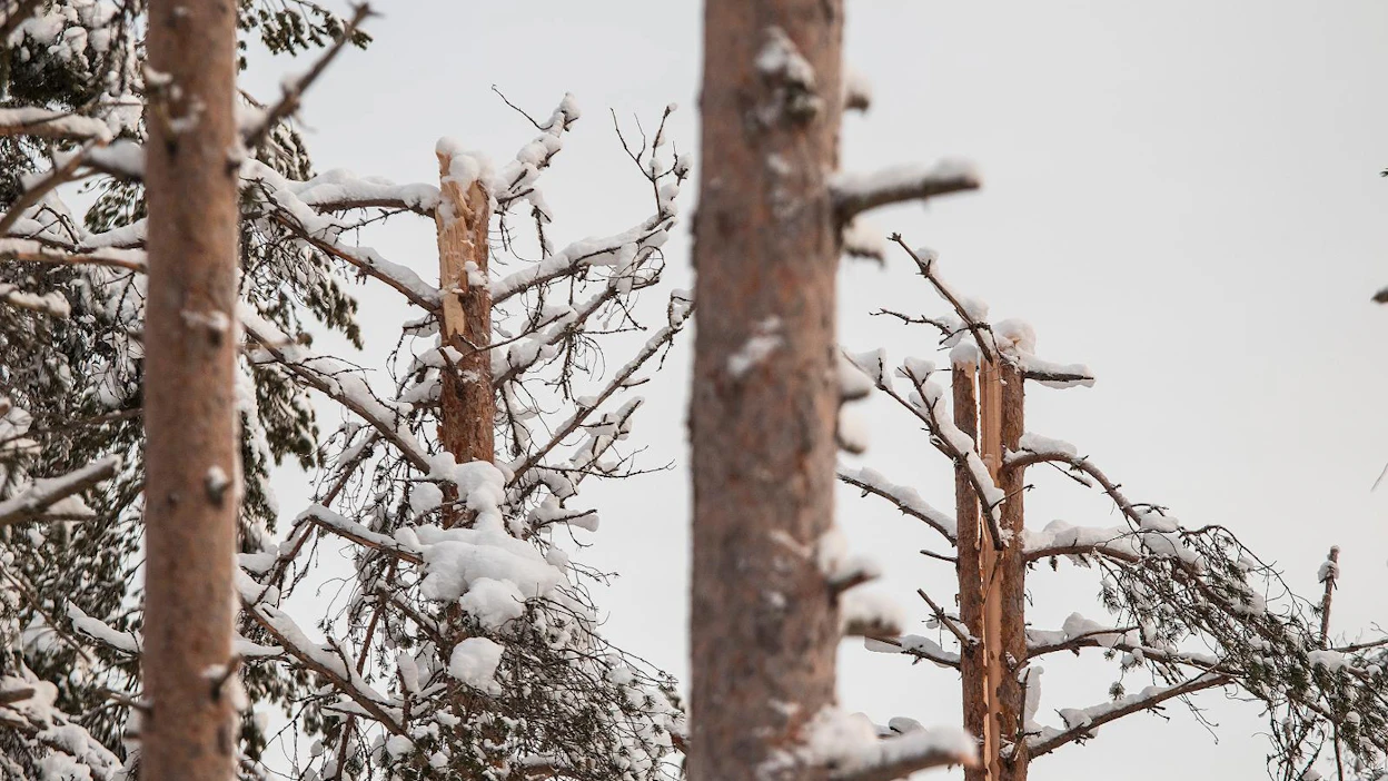 Lumen vaurioittamassa metsässä liikkuminen on vaarallista, varoittaa metsäalan asiantuntijoiden järjestö.