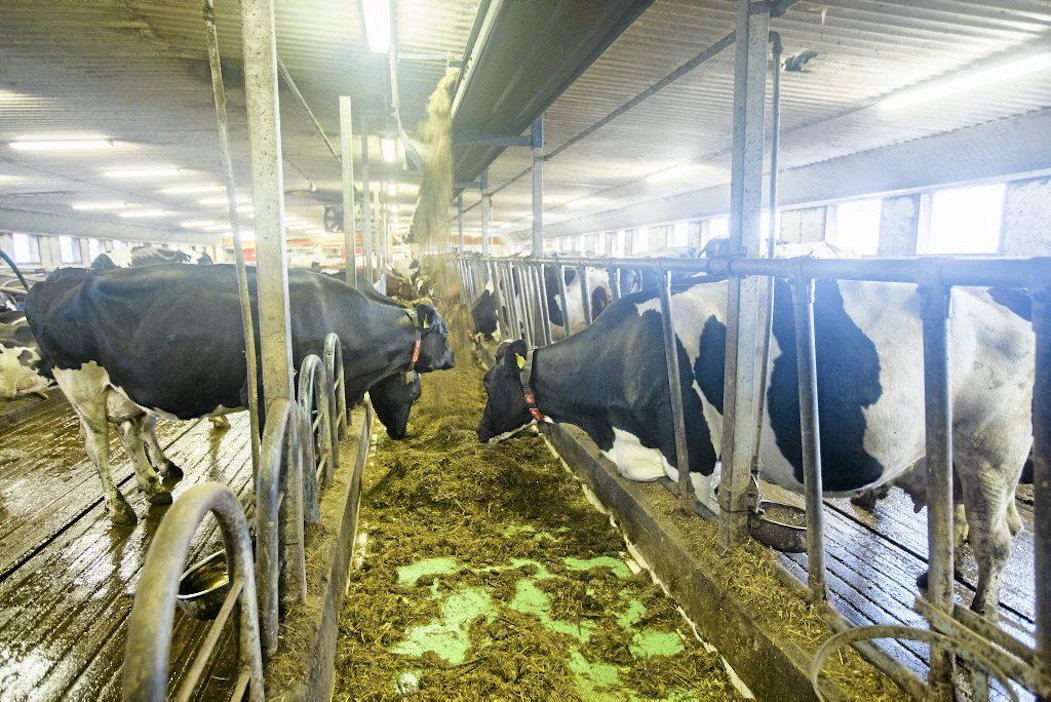 Lomituspäivien lisäämisellä voidaan vaikuttaa myös kotieläintilojen jatkuvuuteen ja eläinten hyvinvointiin, MTK-Etelä-Pohjanmaa perustelee aloitettaan.