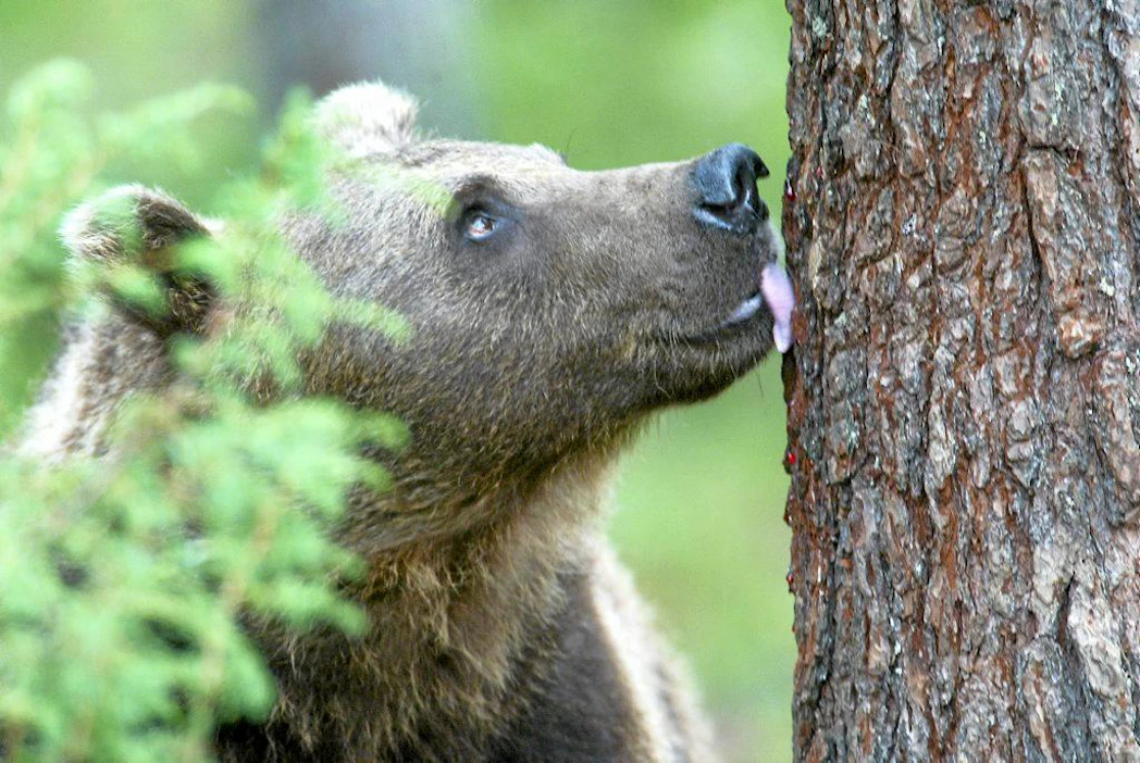 Mehiläistarhaajia harmittaa, että karhuja on totutettu hunajan makuun luontokuvia varten. Puun kylkeen on voitu sivellä hunajaa, jotta karhu nousisi seisomaan puuta vasten. Tässä kuvaustilanteessa houkuttimena käytettiin hilloa.