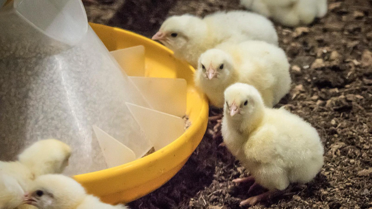 Atrian soijankäyttö broilerinrehuissa on yhdeksän prosenttia kaikesta broilerin syömästä rehusta ja HK Foodsilla 15–20.