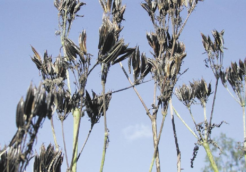 Saksankirveli tuottaa todella isot siemenet, jopa kahden sentin mittaiset.