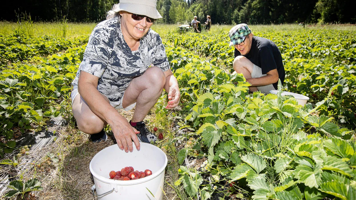 Ritva ja Reijo Javanainen Riihimäeltä poimivat Aallon marjatilalla mansikoita itselleen ensimmäistä kertaa tänä vuonna.