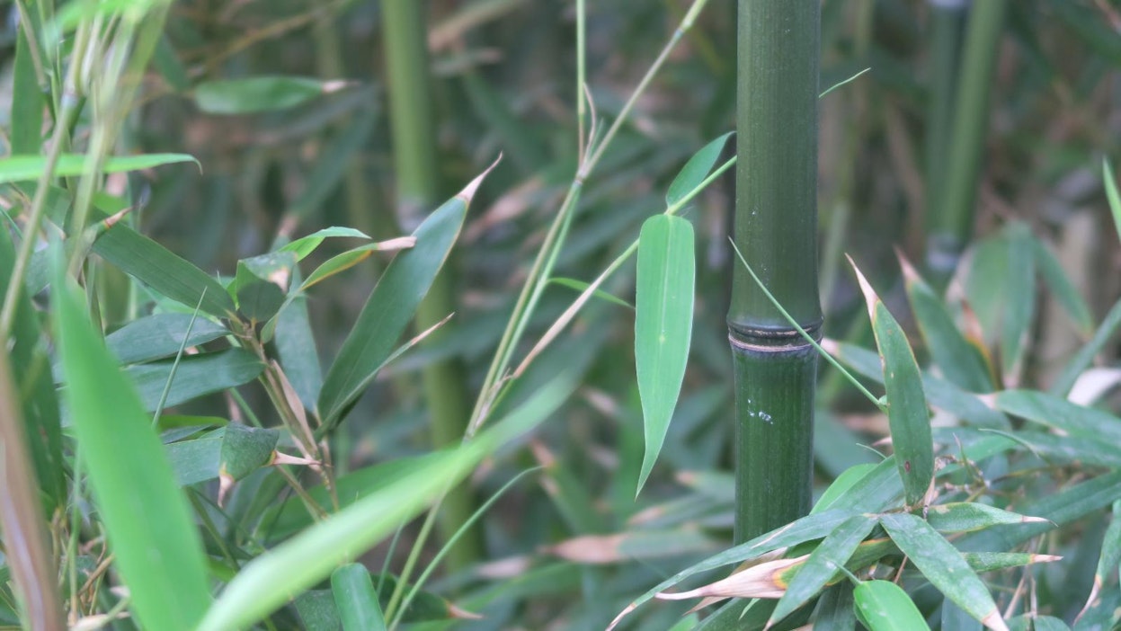 Bambu on yksi Kiinan tunnetuimmista kasveista.
