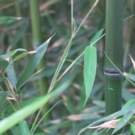 Bambu on yksi Kiinan tunnetuimmista kasveista.