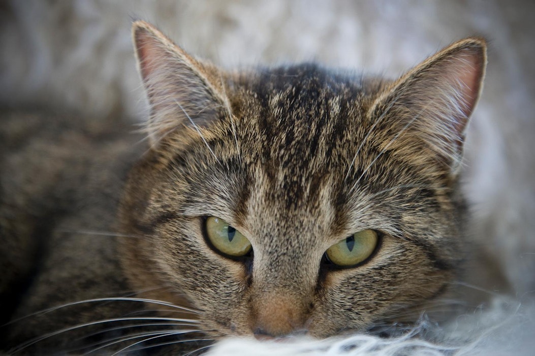 Vieroitusikä vaikuttaa kissan myöhempään käyttäytymiseen.