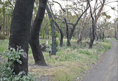 Vuosi sitten metsäpalo raivosi Victorian osavaltiossa, Kilmoressa. Eukalyptusmetsät paloivat mustiksi, mutta puut alkavatviheriöidä jälleen. eero ketola