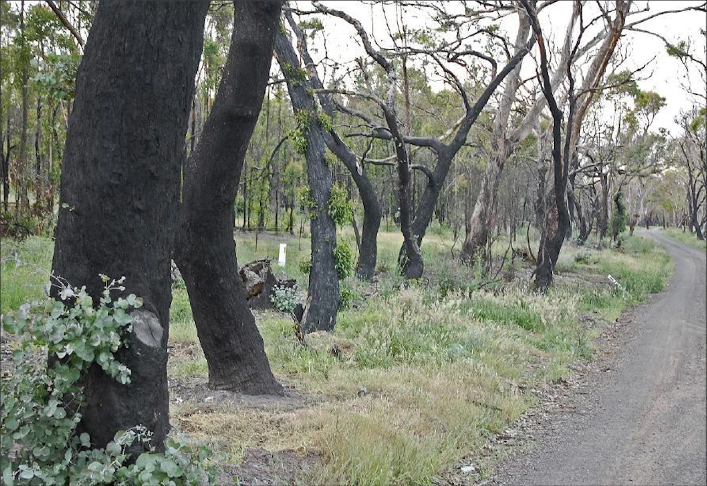 Vuosi sitten metsäpalo raivosi Victorian osavaltiossa, Kilmoressa. Eukalyptusmetsät paloivat mustiksi, mutta puut alkavatviheriöidä jälleen. eero ketola