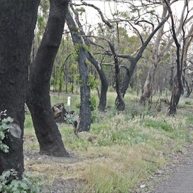 Vuosi sitten metsäpalo raivosi Victorian osavaltiossa, Kilmoressa. Eukalyptusmetsät paloivat mustiksi, mutta puut alkavatviheriöidä jälleen. eero ketola