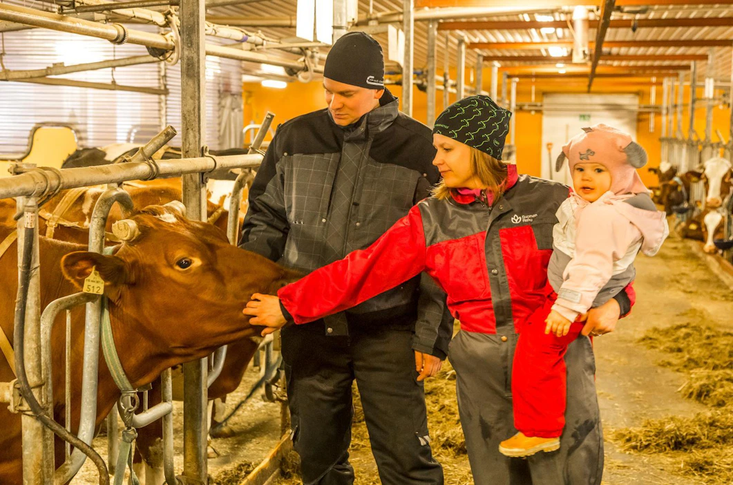 Jukka ja Laura Kämäräinen katsovat luottavaisina tulevaisuuteen Kuusamon Juuston maidontoimittajina. Navettatöissä mukana on usein myös perheen kuopus Aletta (2 v).