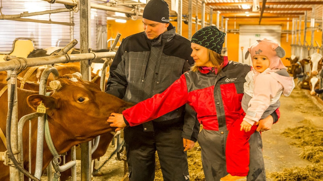 Jukka ja Laura Kämäräinen katsovat luottavaisina tulevaisuuteen Kuusamon Juuston maidontoimittajina. Navettatöissä mukana on usein myös perheen kuopus Aletta (2 v).