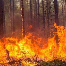 Joskus metsäpalon taustalta löytyvät luonnonvoimat. Tuuli nimittäin saattaa kaataa puun sähkölinjan päälle, ja puu saattaa syttyä palamaan.