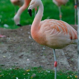 Flamingot tuottavar maitoa ruokatorven seudulla olevista rauhasista.