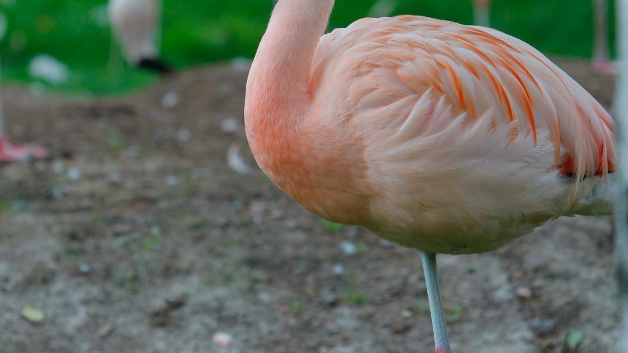 Flamingot tuottavar maitoa ruokatorven seudulla olevista rauhasista.