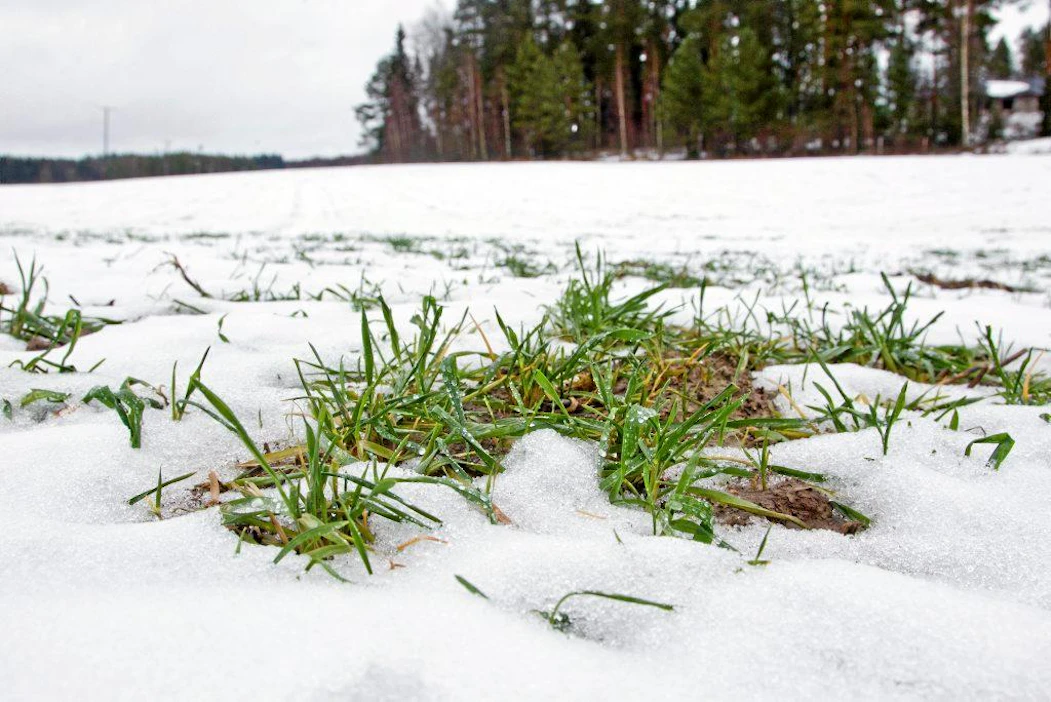 Syysviljojen selviämistä jännitetään sekä Venäjällä että Yhdysvalloissa.