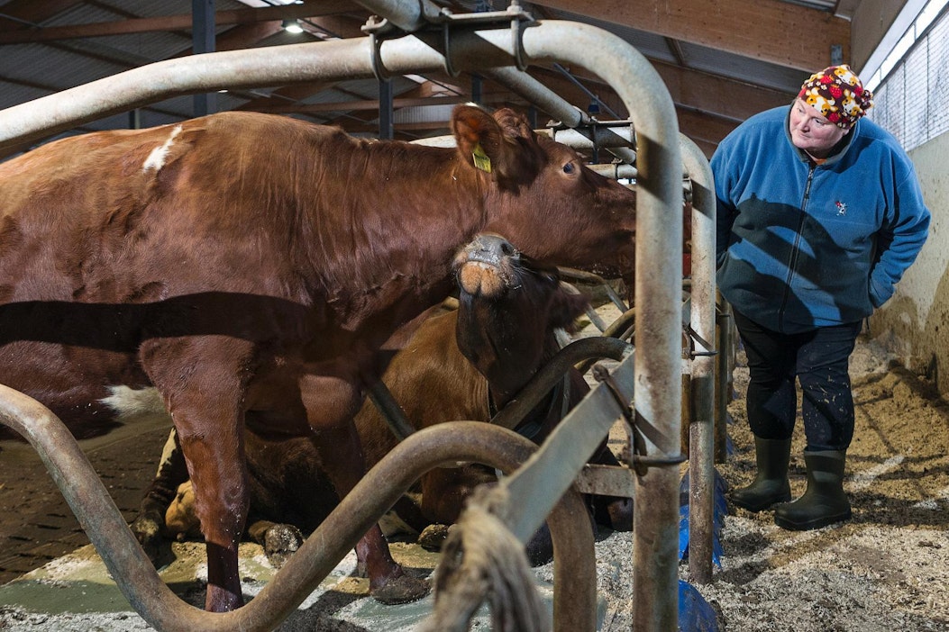 Inkeri Ahola tuntee jokaisen lehmän luonteen, sukupuun, tavat ja oikut.