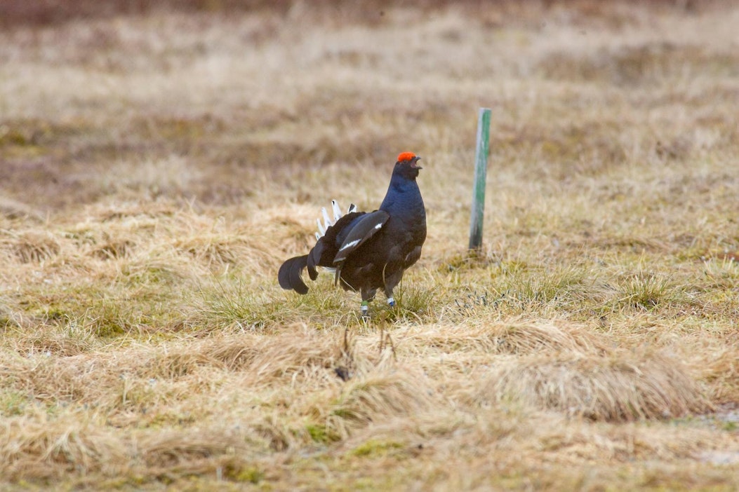 Koirasteeri soitimella. Kuvituskuva.