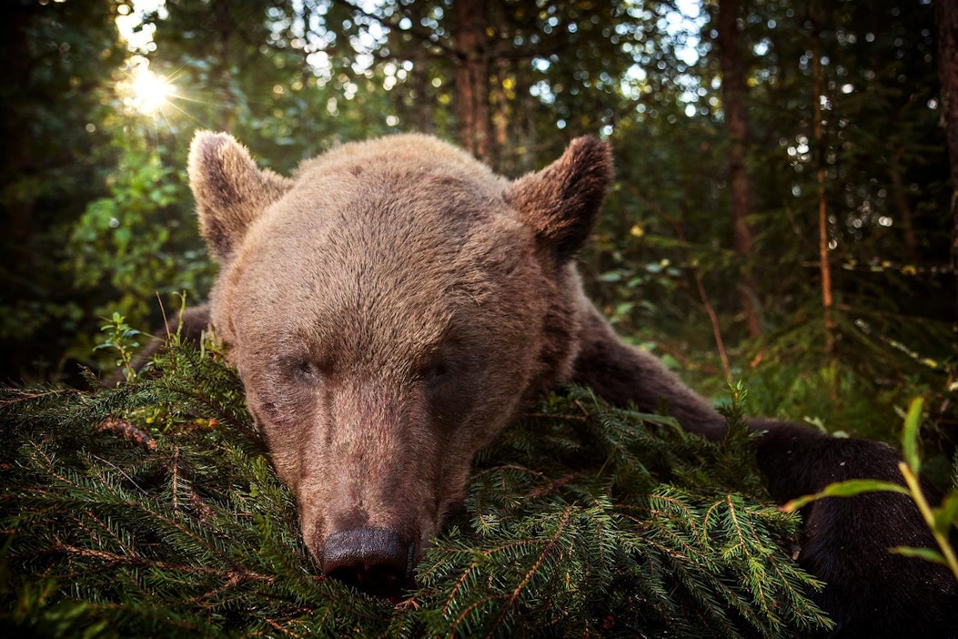 Karhuja saa kaataa tulevalla metsästyskaudella 313. Arkistokuva.