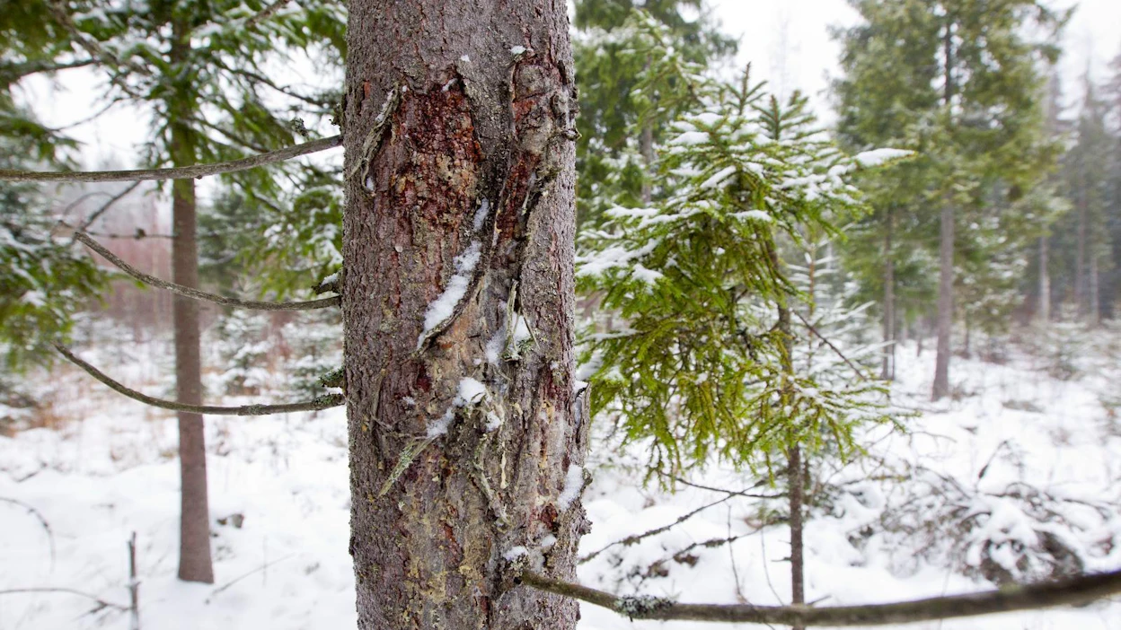 Jatkuvan kasvatuksen kohteilla puuston määrä on vähäinen. Korjuuvauriot ovat yksi menetelmän ongelma.