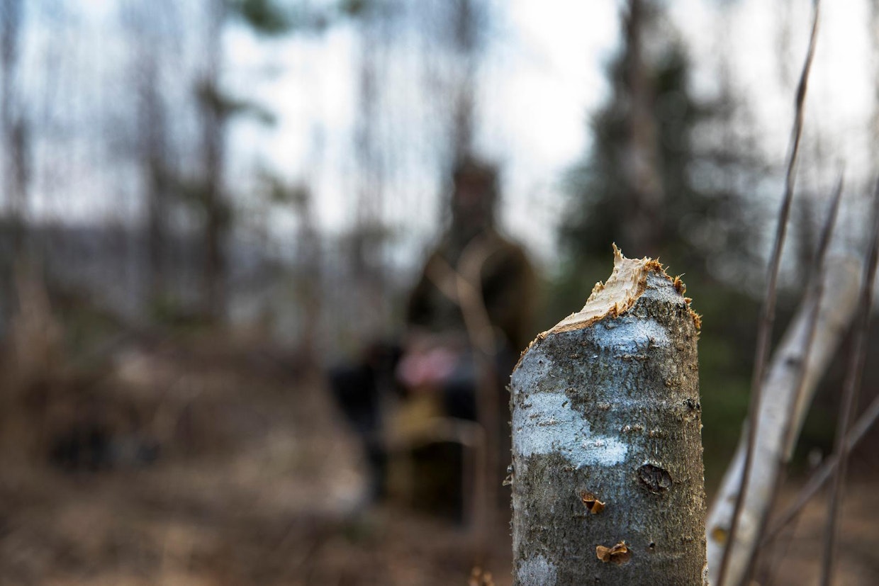 Talttahampaan tekosia. Majavasta on merkkejä pitkin joen rantaa.