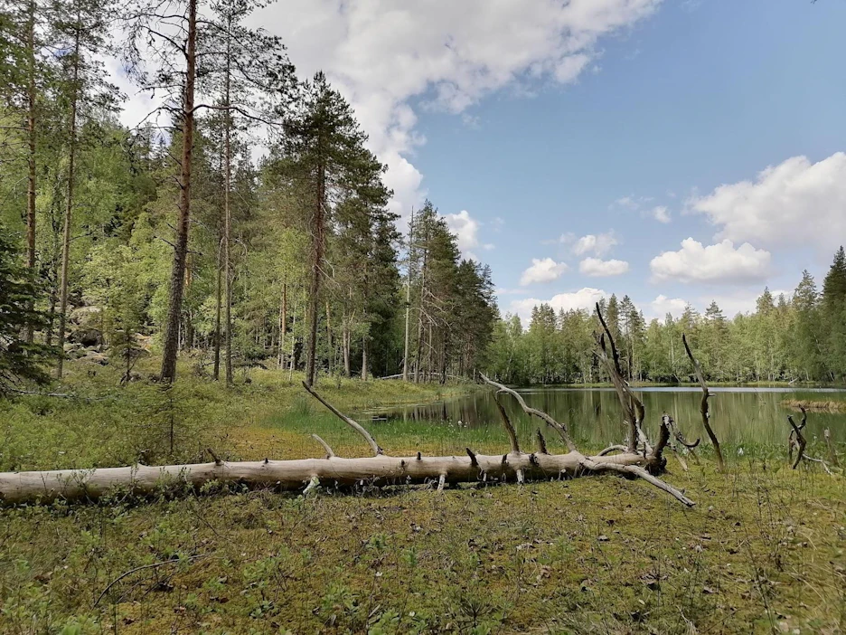 Pentti Linkolan Riuttasalo-niminen muistometsä sijaitsee syrjäisellä alueella Toivakassa Keski-Suomessa lähellä Leivonmäen kansallispuistoa.