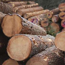 Puukauppavuosi on päättymässä loppukiriin. Toisaalta koko vuoden puukauppamäärä on jäämässä viime vuotta pienemmäksi.
