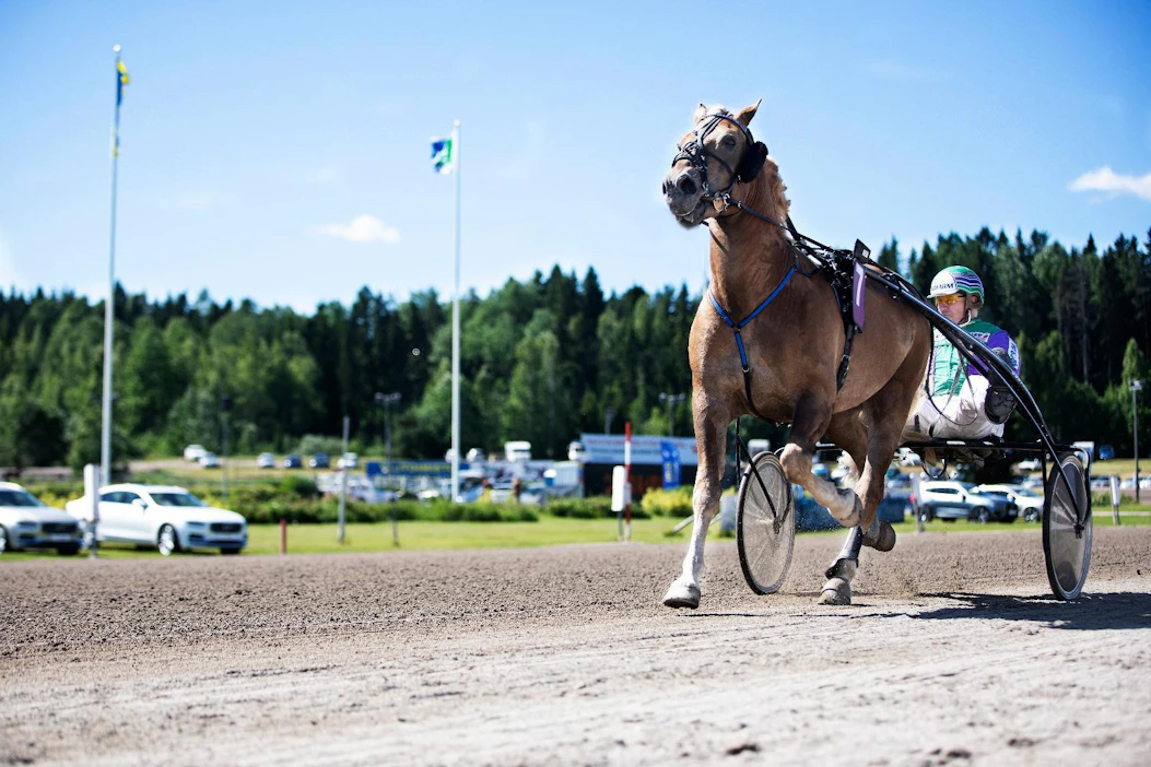 Raviurheilun kruununjalokivi Kuninkuusravit on järjestäjille haastava tapahtuma, jonka laadusta halutaan pitää kiinni. Ori Costello rattaillaan Risto Tupamäki kisaa viikonloppuna Rovaniemellä kuninkuudesta ehdottomana ennakkosuosikkina.