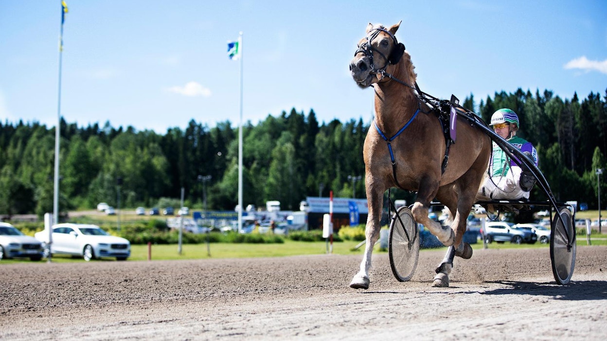Raviurheilun kruununjalokivi Kuninkuusravit on järjestäjille haastava tapahtuma, jonka laadusta halutaan pitää kiinni. Ori Costello rattaillaan Risto Tupamäki kisaa viikonloppuna Rovaniemellä kuninkuudesta ehdottomana ennakkosuosikkina.