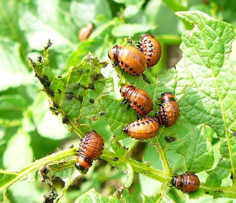 Koloradonkuoriaisen toukat kehittyvät millin tai parin mitasta nopeasti.