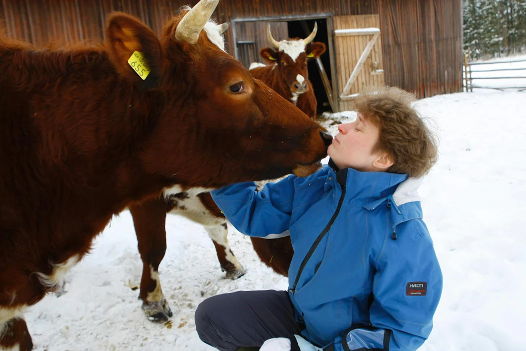 Luomumaidon tuottaja ja luomumaidon arvoketjutyöryhmän johtaja Arja Peltomäki hämmästelee Valion luomutuotteiden suppeaa valikoimaa. Arkistokuva.