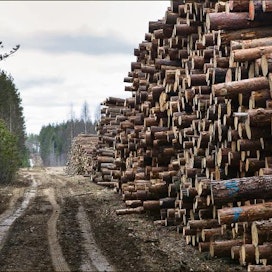 Kantavien teiden varsille on kerätty nyt paljon puuta. Kuva on Päijät-Hämeen metsänhoitoyhdistyksen kelirikkovarastosta Vierumäeltä.  Kari Salonen