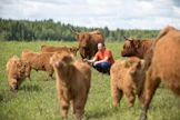 Hyvätuuli Highland -tilalla kasvatetaan ylämaankarjaa ja myydään lihaa omassa myymälässä.