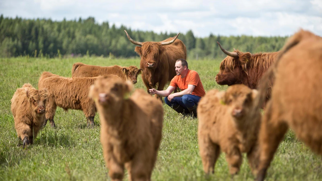 Hyvätuuli Highland -tilalla kasvatetaan ylämaankarjaa ja myydään lihaa omassa myymälässä.