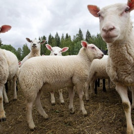 Raatokeräilyalueen ulkopuolella sijaitsevien lammas- ja vuohitilojen on ehkä jatkossa toimitettava näytteitä tilalla kuolleista tai lopetetuista eläimistä.
