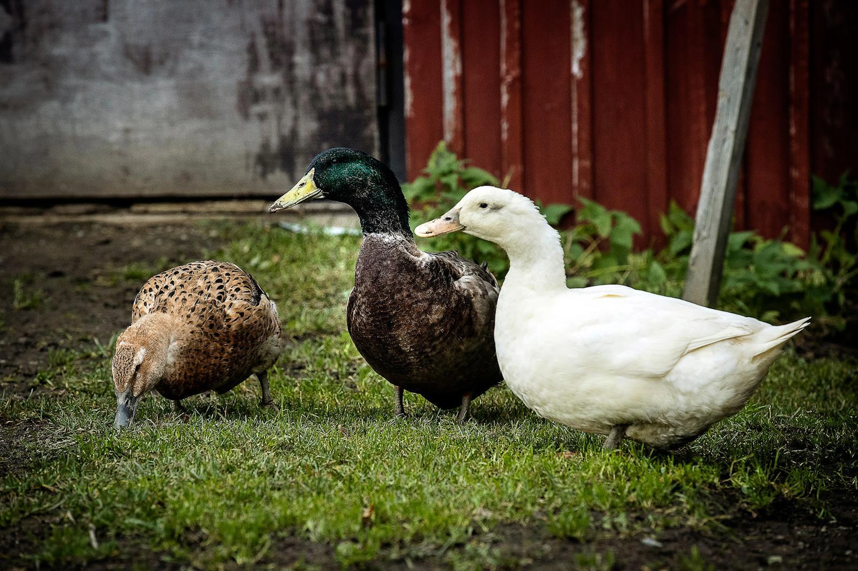 Ankat eli Asiantuntijat ovat yksi tilan somesuosikeista. Ryhmän nimi syntyi siitä, että ne kulkevat kaikkialle rinta itsevarmasti pystyssä, tutkivat kaiken ja kommentoivat äänekkäästi jokaista asiaa.