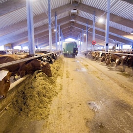 Tänä vuonna maidontuotannon ennustetaan säilyvän Suomessa ennallaan, vaikka tilamäärän arvioidaan laskevan  yli kuusi prosenttia.