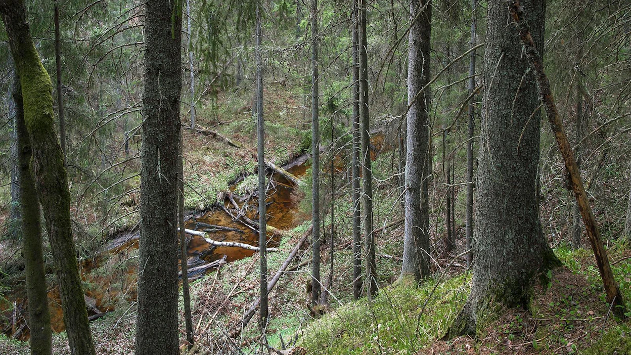 Metsälaissa tarkoitettujen erityisen tärkeiden elinympäristöjen tulee olla luonnontilaisia tai luonnontilaisen kaltaisia kohteita, jotka erottuvat selvästi ympäröivästä metsäluonnosta. Niiden tulee olla myös pienialaisia tai metsätaloudellisesti vähämerkityksellisiä.
