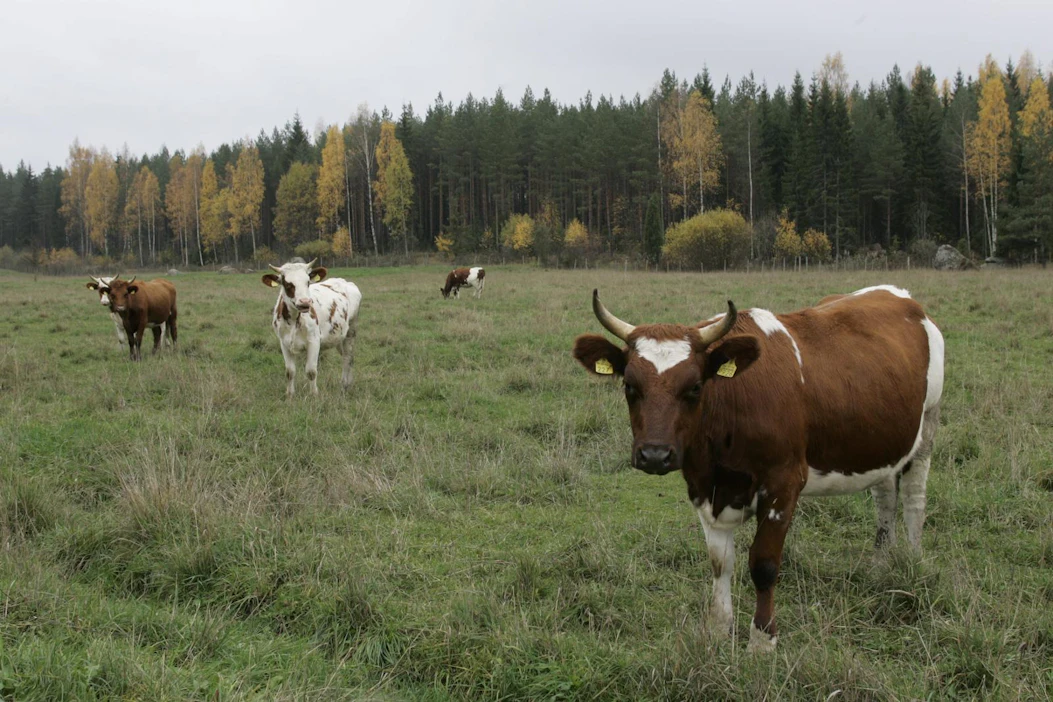 Nauta ei pääse parressa toteuttamaan kunnolla laumakäyttäytymistään. Myös liikunnantarve patoutuu parsinavetassa.