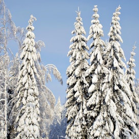 Keski-Suomessa Multialla puihin on alkanut kertyä lunta. Kuva on viime perjantailta.