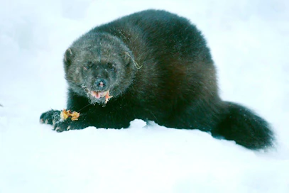 Uros- ja naarasahmaa on vaikea erottaa toisistaan ennen kaatoa.