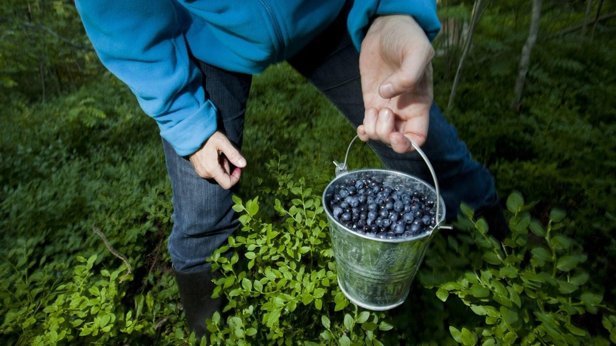Mustikkasato on tänä vuonna jonkin verran tavallista aikaisemmassa. LEHTIKUVA / RONI REKOMAA