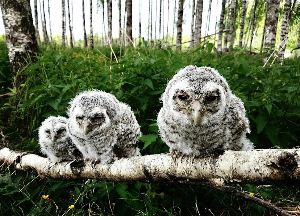 Toisin kuin muut linnut, pöllön poikaset kuoriutuvat muutaman päivän välein. Kuvan vanhin poikanen oikealla on noin kolmen viikon ikäinen, nuorin vasemmalla viikon nuorempi.