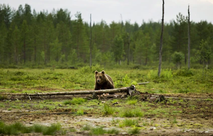 Karhu ja auto törmäsivät Ilomantsissa viime yönä. Kuvan karhu on kuvattu Kuhmossa.