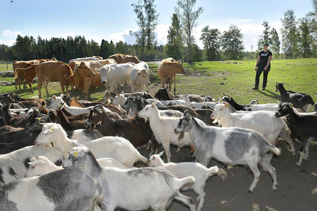 Yrittäjä Riitta Saloniemen mukaan alkuperäisrotuja koskevan tukimallin pitää olla sellainen, että se tukee elinvoimaista karjataloutta ja eläinten pitämistä tuotannossa.