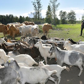 Yrittäjä Riitta Saloniemen mukaan alkuperäisrotuja koskevan tukimallin pitää olla sellainen, että se tukee elinvoimaista karjataloutta ja eläinten pitämistä tuotannossa.