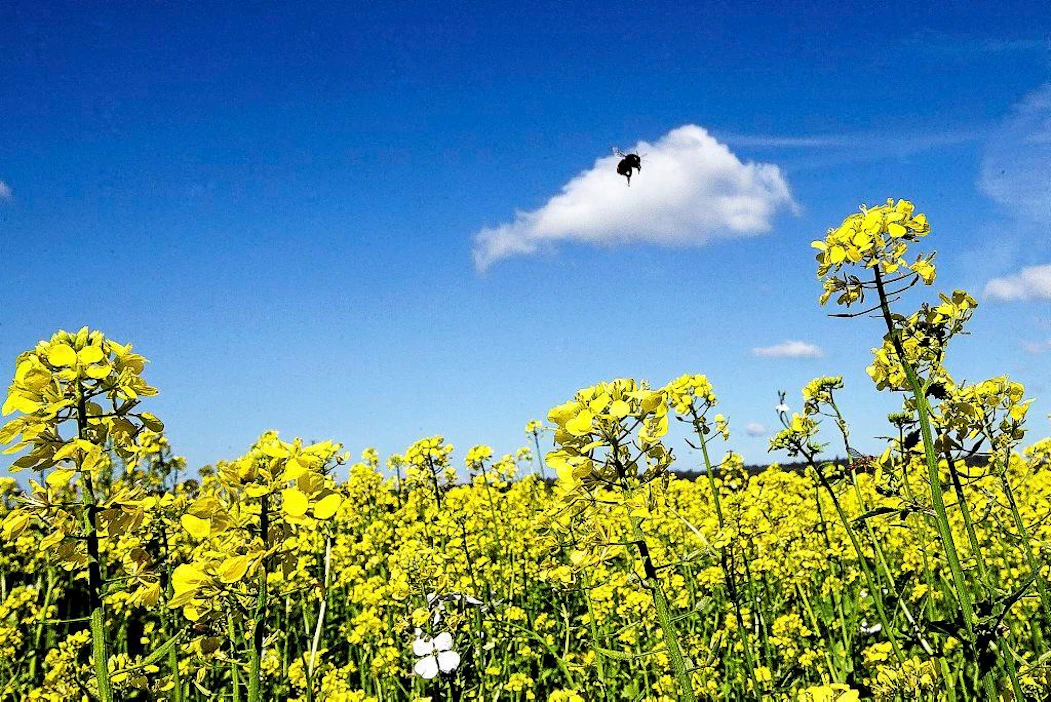 Torjunta-aineet ja ilmastonmuutos heikentävät kimalaiskantoja, mikä on ruuantuotannolle ja ympäristön monimuotoisuudelle merkittävä uhka.