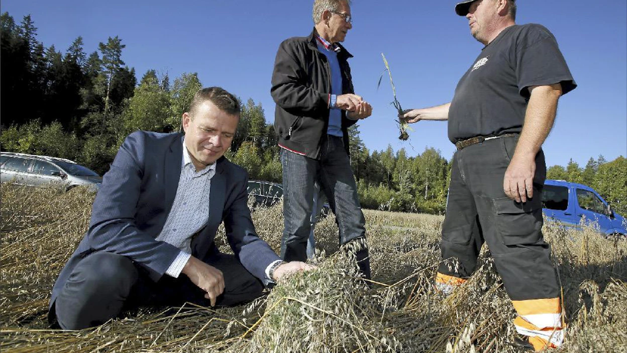 Ministeri Petteri Orpo (vas.) tutkii Mika Alikirrin (oik.) pahasti itänyttä kaurapeltoa. Keskellä kansanedustaja Pertti Hemmilä. Pasi Leino
