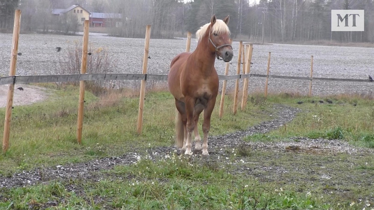 "Tänä päivänäkään ei pelkää mitään", Ville Herttua kehuu Costelloa.
